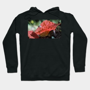 Autumn Mushroom Hoodie